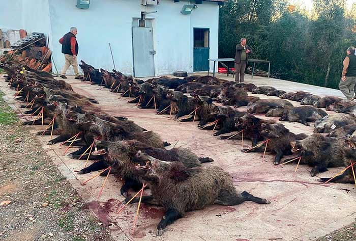 Resultado Montería La Cumbre Monterías Paco Lucas